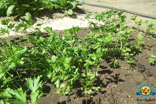 Кинза: выращивание дома и в саду