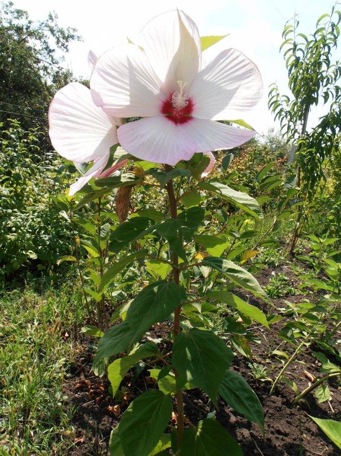 Ухаживание за гибискусом болотным/травянистым (hibiscus moscheutos)