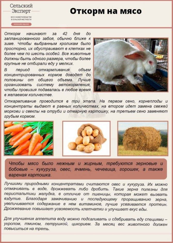 Чем кормить декоративного кролика — разрешенные продукты