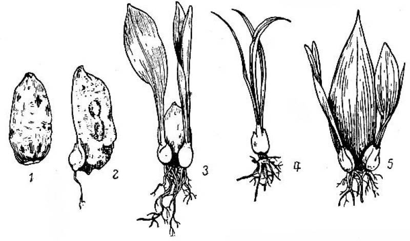 Размножение лилий: как размножить цветы бульбочками, черенками и листьями