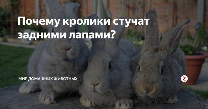 ✅ почему у кролика отказали лапы (задние, передние): причины, симптомы, что делать и как лечить - tehnoyug.com