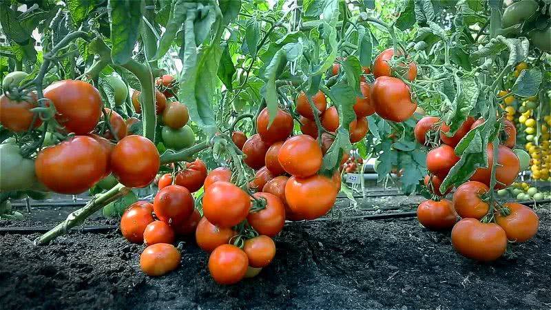О помидорах в теплице: посадка и уход, выращивание в теплице из поликарбоната