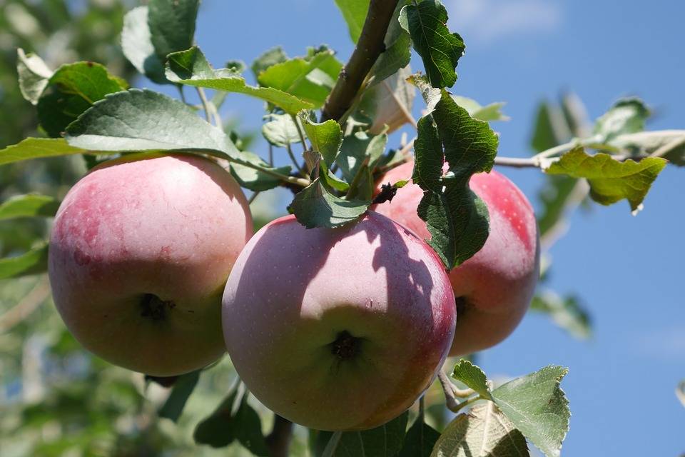 Летняя яблоня августа: описание сорта и его характеристика, отзывы о выращивании, особенности агротехники