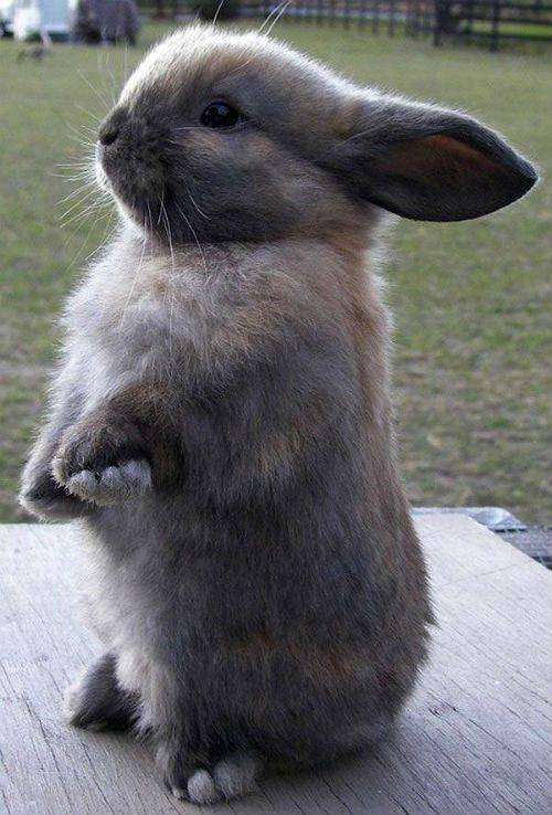 Агрессивный кролик: что делать? | информационный портал о карликовых и декоративных кроликах