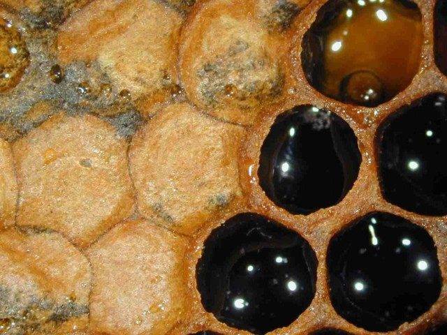 Как отличить падевый мед, польза и вред для пчел и для человека