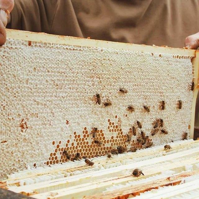 Забрус пчелиный лечебные свойства. забрус пчелиный, что это такое?