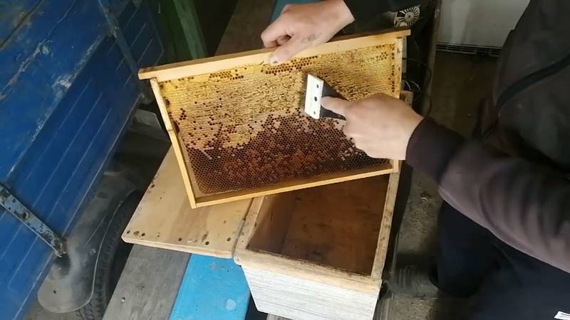 Подкормка пчел весной — сахарным сиропом, медом или канди