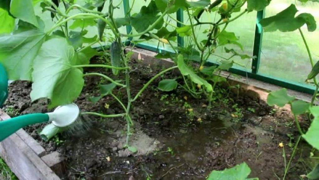 Как поливать огурцы? режим и способы полива оурцов при выращивании в тепличных условиях и на открытом грунте