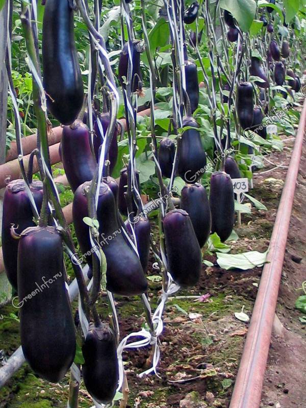 Выращивание баклажанов в открытом грунте. правила ухода, агротехника
