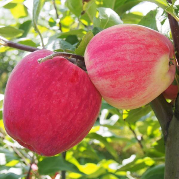 Яблоня сорта мечта: описание и характерные отличия, агротехника выращивания и уход за деревом, фото