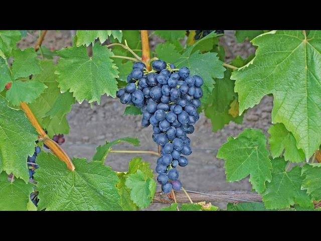 ᐉ аттика (attica) - бессемянный сорт винограда - roza-zanoza.ru