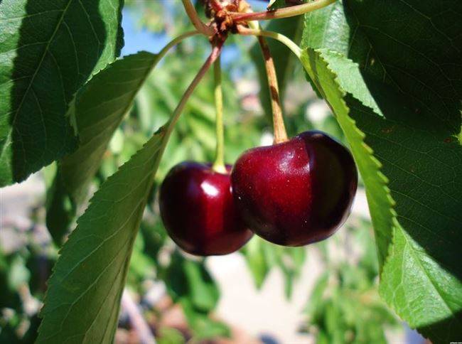 Обзор 8 лучших сортов вишни для урала