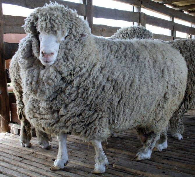 ᐉ молочные породы овец: виды, описание, характеристики - zooon.ru