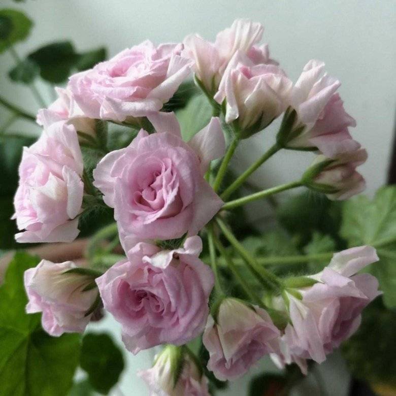 Пеларгония millfield rose: рекомендации по уходу и выращиванию