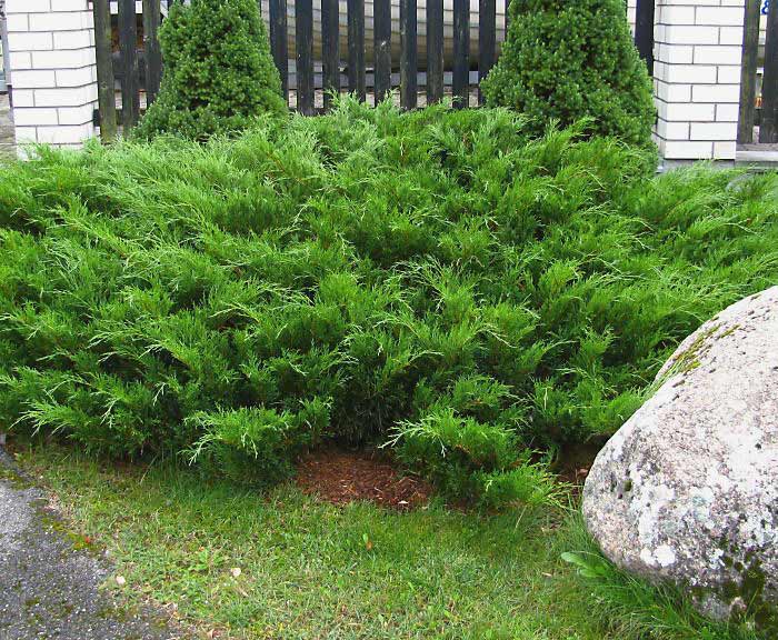 Можжевельник казацкий тамарисцифолия (juniperus sabina tamariscifolia)
