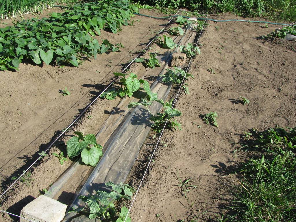 Арбуз: выращивание в открытом грунте, посадка на рассаду, болезни и вредители