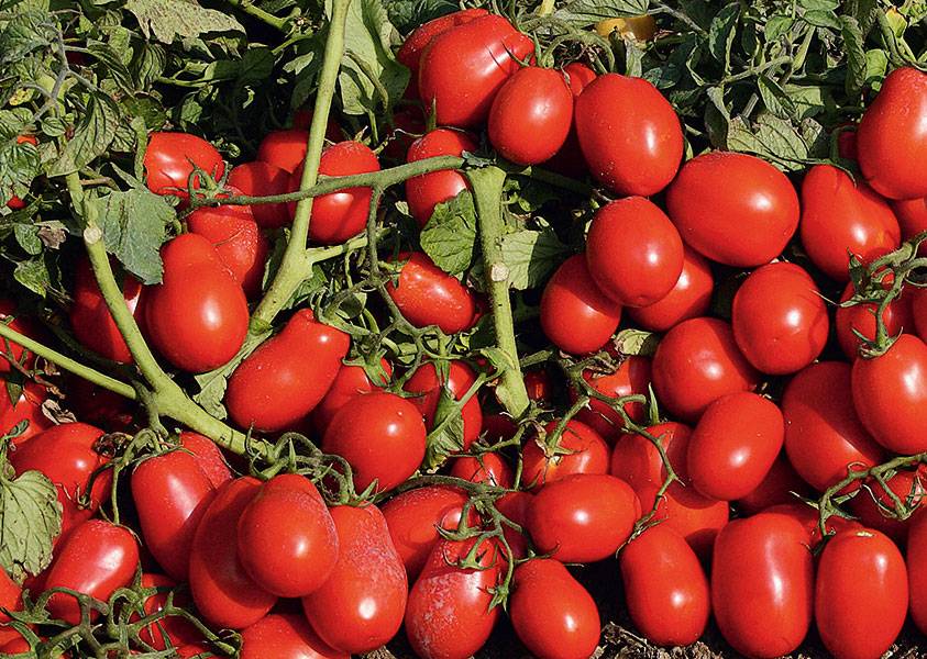 Обзор лучших ранних сортов томатов для теплиц с названиями
