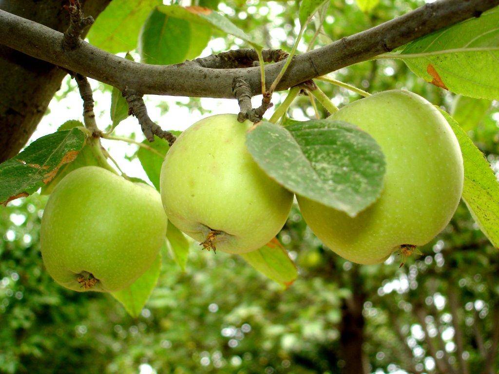 Описание сорта яблони юнга