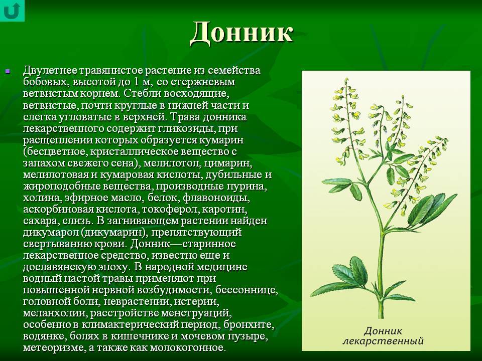 О траве донник (буркун): как выглядит, полезные свойства и применение