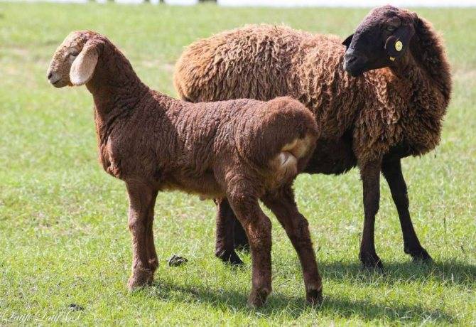 Гиссарская порода овец (гиссары): фото, характеристика, вес, содержание