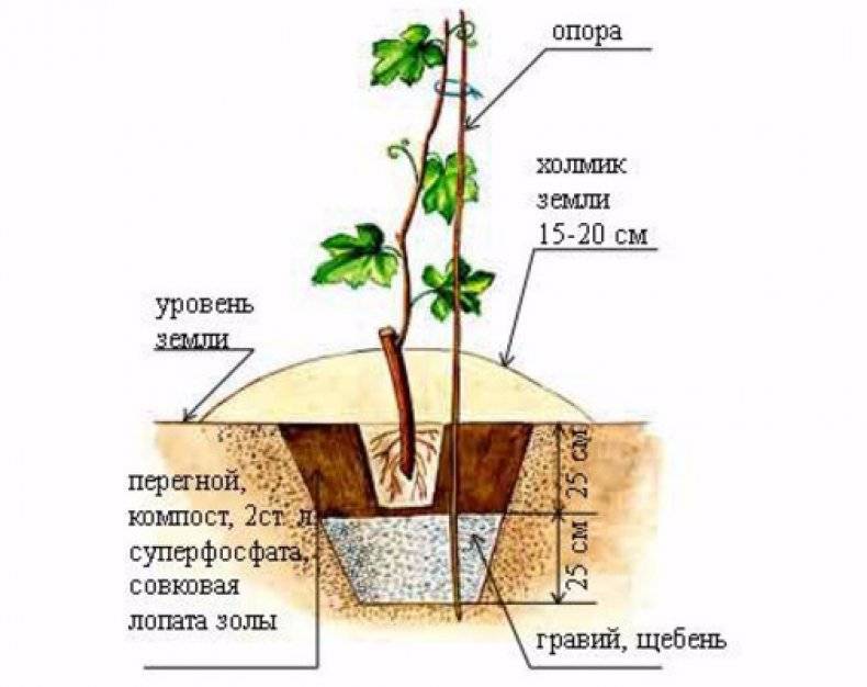 Как правильно посадить виноград весной саженцами: расстояние и почва при посадке
