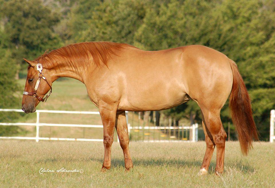 Каурая лошадь: фото, описание масти, характеристики, рекомендации по уходу