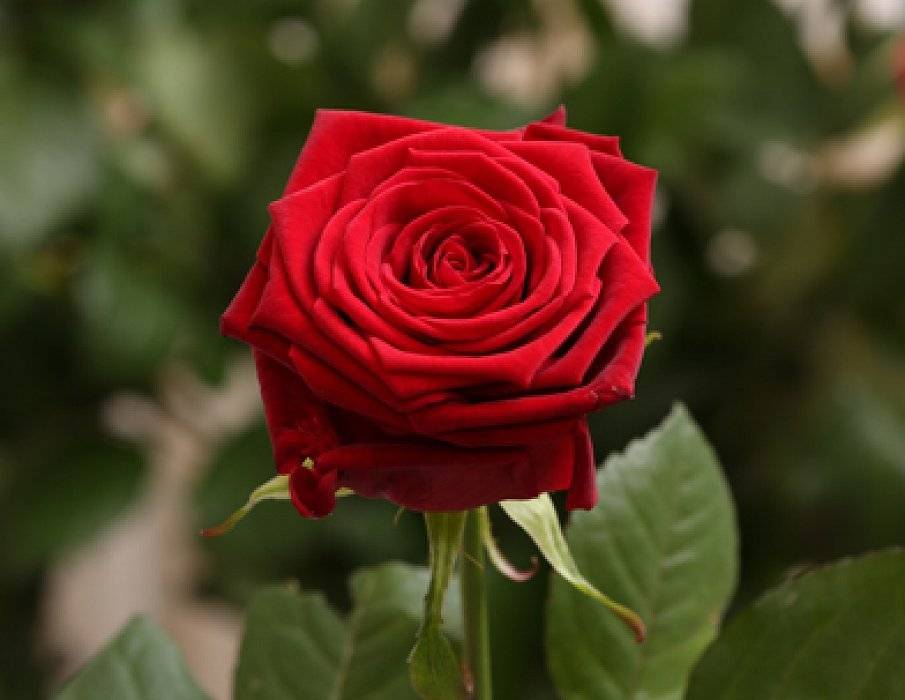 Роза ред наоми (red naomi) — описание голландского сорта