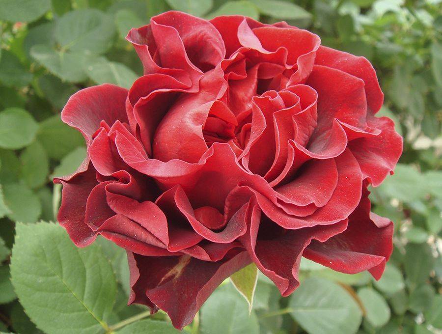 Украшаем сад розами: тонкости выращивания элегантного сорта эль торо - plodovie.ru