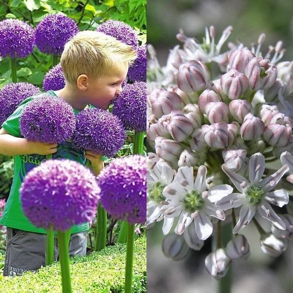 Декоративный лук аллиум: советы по выращиванию в саду