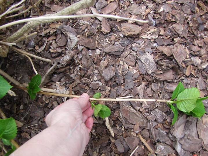 Какие сорта гортензии можно посадить в сибири и как за ними ухаживать?
