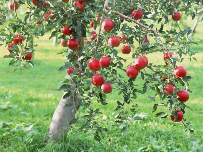 Карликовые яблони. лучшие сорта и их описание |