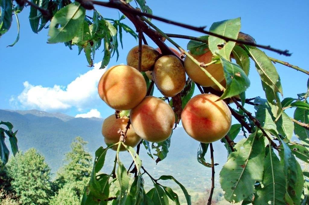 Персик — выращивание персиковых деревьев в своём саду