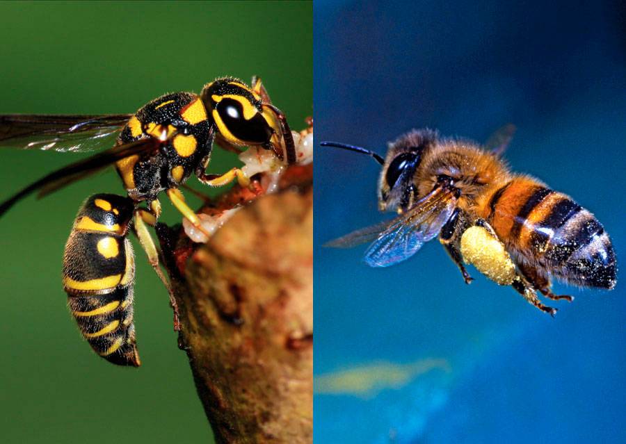 О пчеле и осе: чем отличаются, в чем разница во внешнем виде, кто больнее жалит