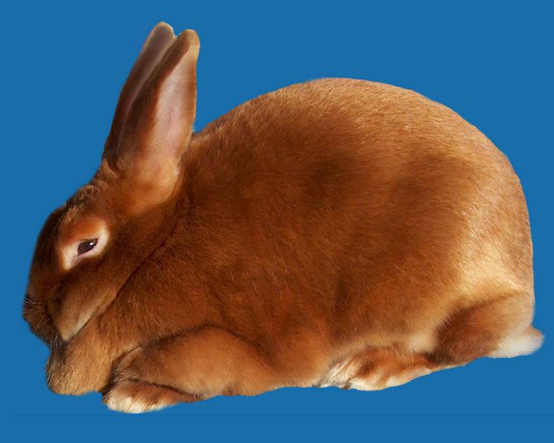Породы кроликов: какие бывают виды, их описания и фото