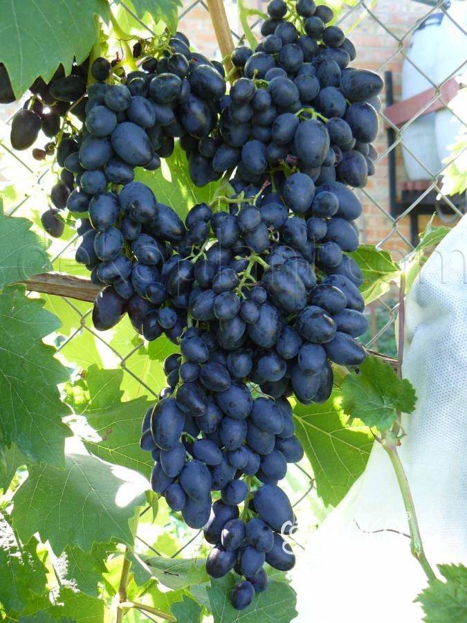 Виноград надежда азос: описание сорта, отзывы и фото сорта