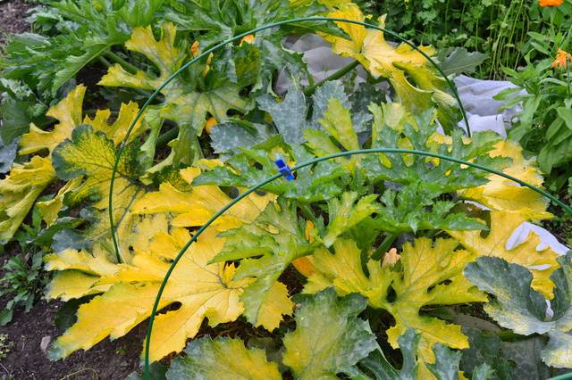 Желтеют листья у кабачков – причины проблемы и варианты помощи растениям