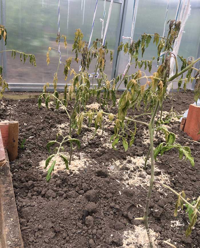 Рассада томатов подмерзла, как оживить: проверенные способы