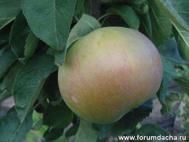 Описание сорта яблони кумир: фото яблок, важные характеристики, урожайность с дерева