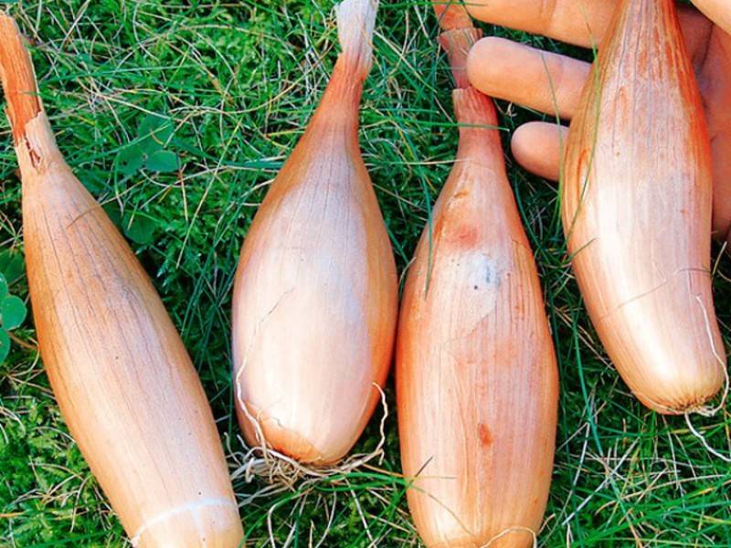 10 съедобных видов лука, которые можно и нужно выращивать у себя на огороде на supersadovnik.ru