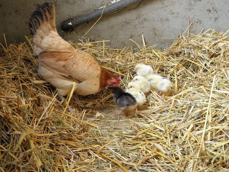 Как курицу посадить на яйца: пошаговая инструкция, фото- и видеообзор