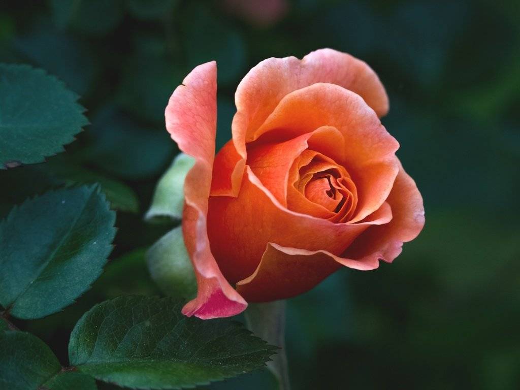 Роза: описание, характеристики и особенности, интересные факты о цветке