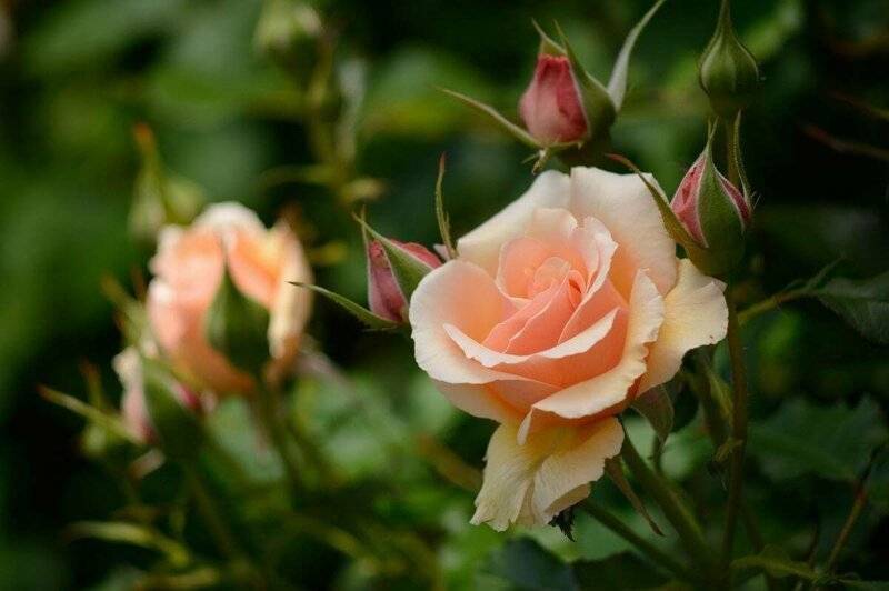 Чайная роза: фото как цветет, уход в саду, почему так называется, как выглядит, выращивание комнатной дома, посадка