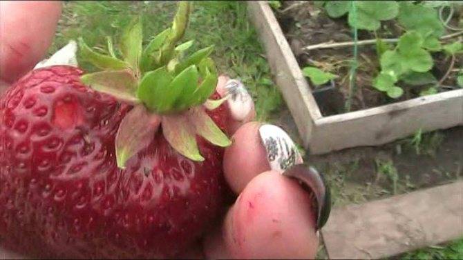 Клубника цунаки: описание супер крупноплодного сорта, видео отзыв садовода о выращивании с фото