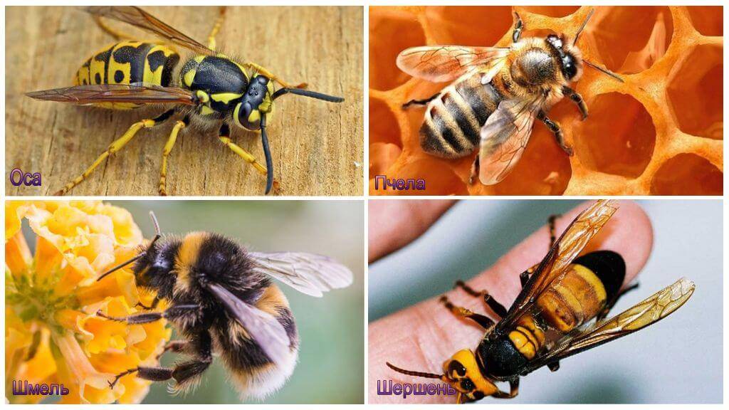Чем отличается пчела от осы — основные различия и сходства