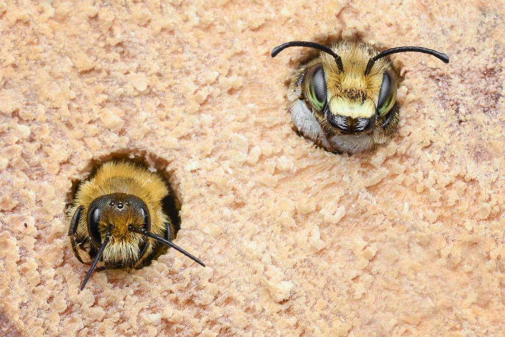 Земляная пчела: описание, методы борьбы, интересные факты | начинающему пчеловоду