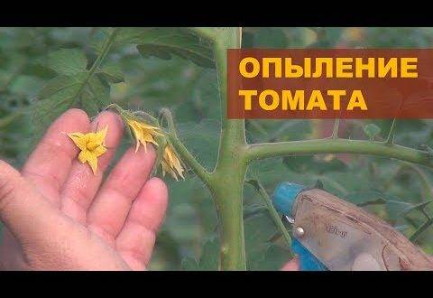 Как опылять помидоры в теплицах: инструкция для начинающих