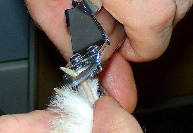 Как правильно подстричь кролику когти в домашних условиях - всёпродачу