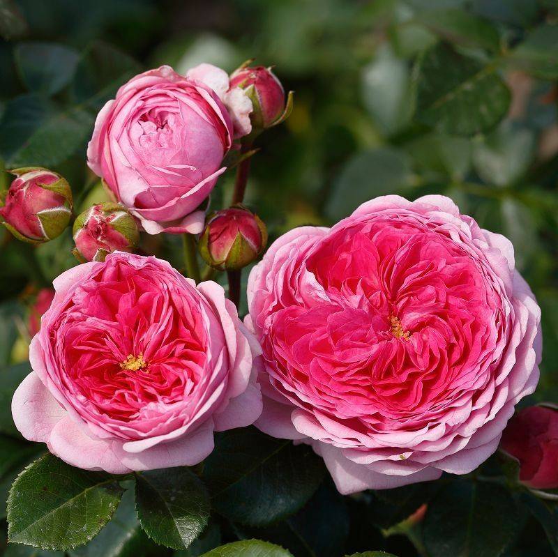 Рококо роза - описание сорта, характеристики, советы по выращиванию | розоцвет