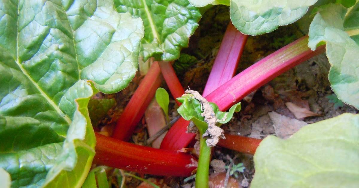 Растение ревень: фото, сорта, выращивание, посадка и уход