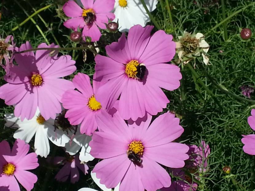 Садовые цветы для дачи, цветущие всё лето с фото и названием – что выбрать, как садить и ухаживать